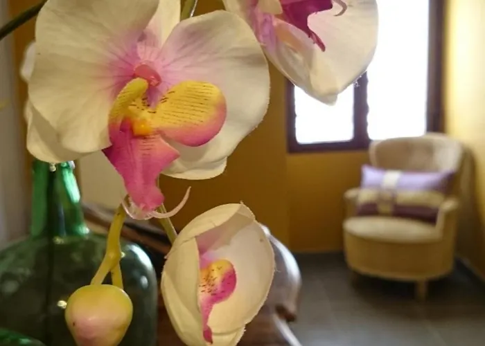 Pitu * Alfondeguilla